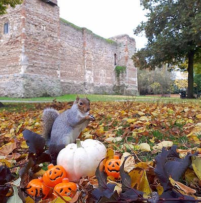 A squirrel plays among toy pumpkins outside the Castle
